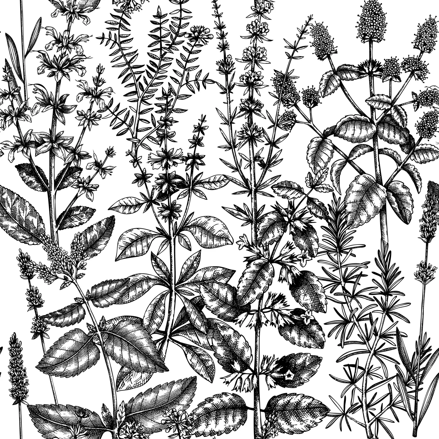 Mints and balms seamless pattern. Hand sketched aromatic and medicinal herbs background. Herbal tea ingredients. Mint plants for cosmetics, perfumery, textile, wrapping, packaging, fabric.  Illustration